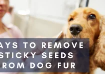 5 Ways to Remove Sticky Seeds from Dog Fur