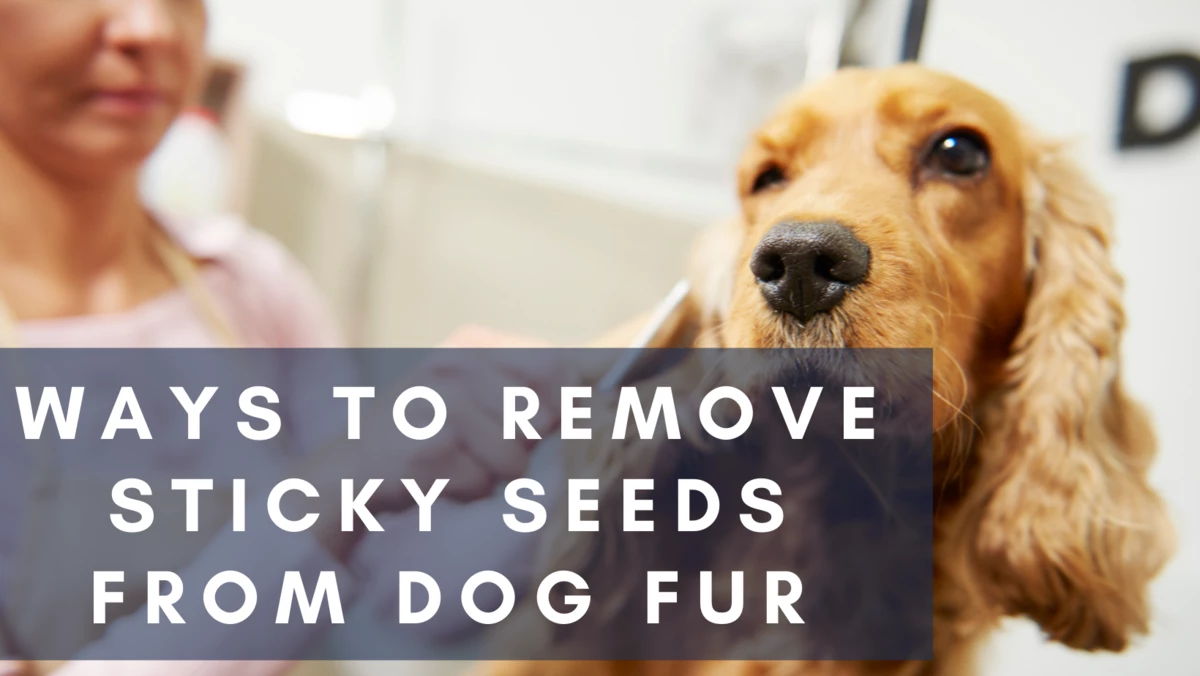 Ways to Remove Sticky Seeds from Dog Fur