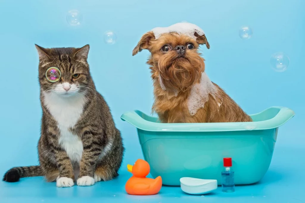 cat and dog wash together