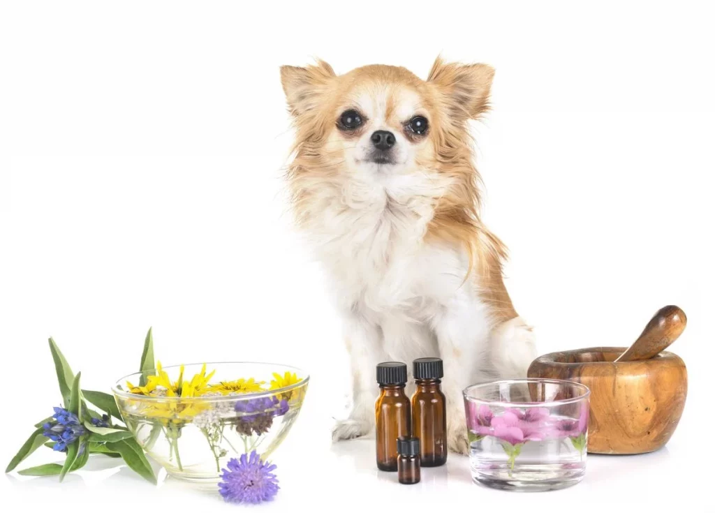 dog and essential oils