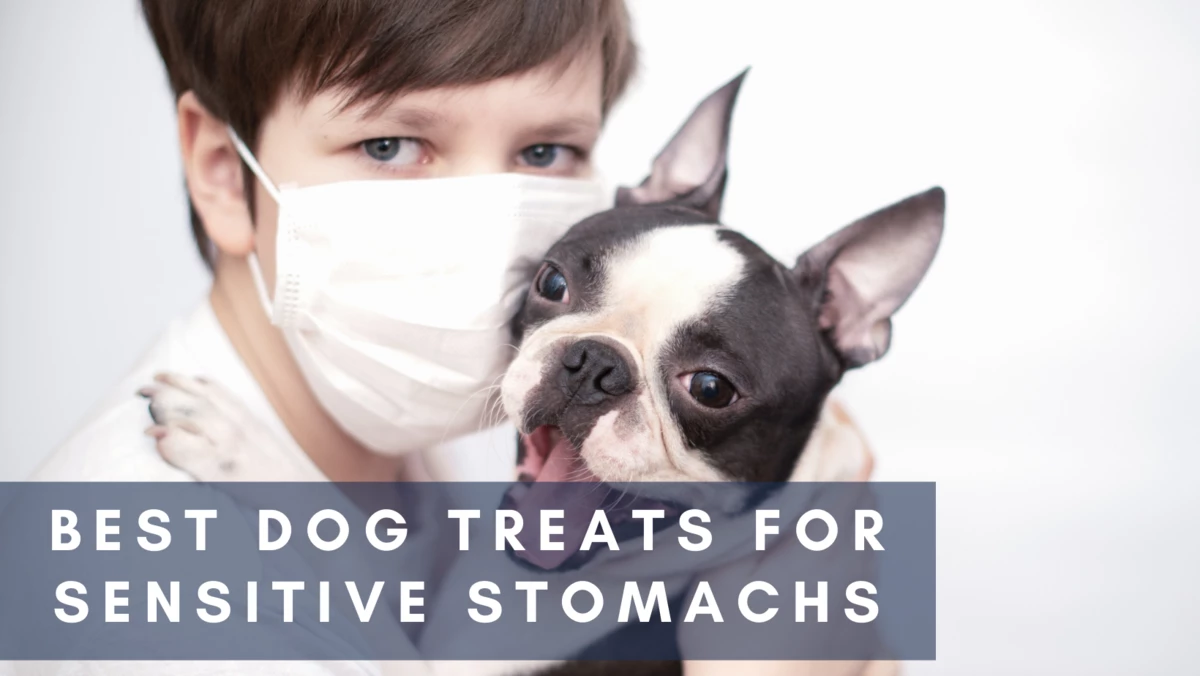 Best Dog Treats for Sensitive Stomaches