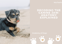Decoding the Canine Jaw: Anatomy Explained