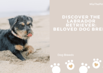 Discover the Labrador Retriever: Beloved Dog Breed