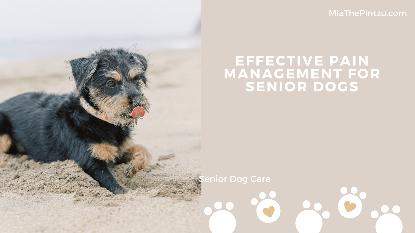 Effective Pain Management for Senior Dogs