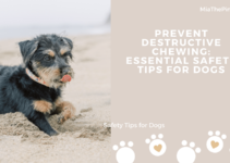 Prevent Destructive Chewing: Essential Safety Tips for Dogs