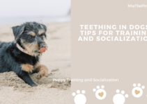 Teething in Dogs: Tips for Training and Socialization