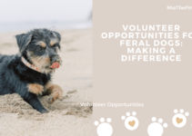 Volunteer Opportunities for Feral Dogs: Making a Difference